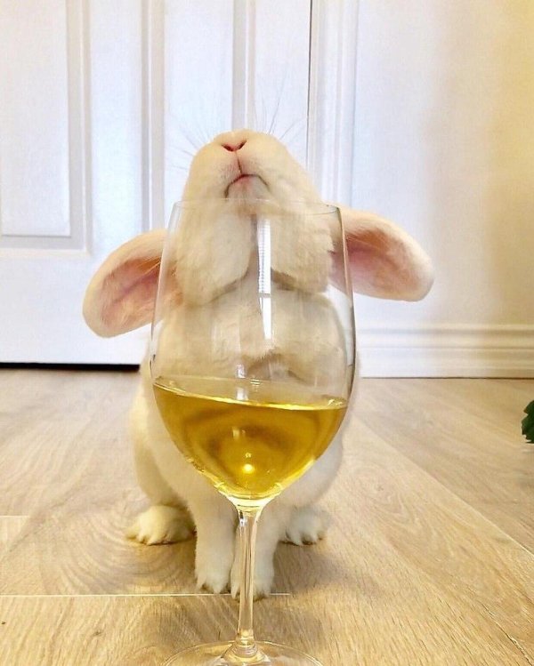 вино с зайцем