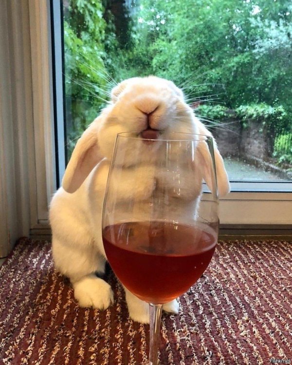 вино с кроликом