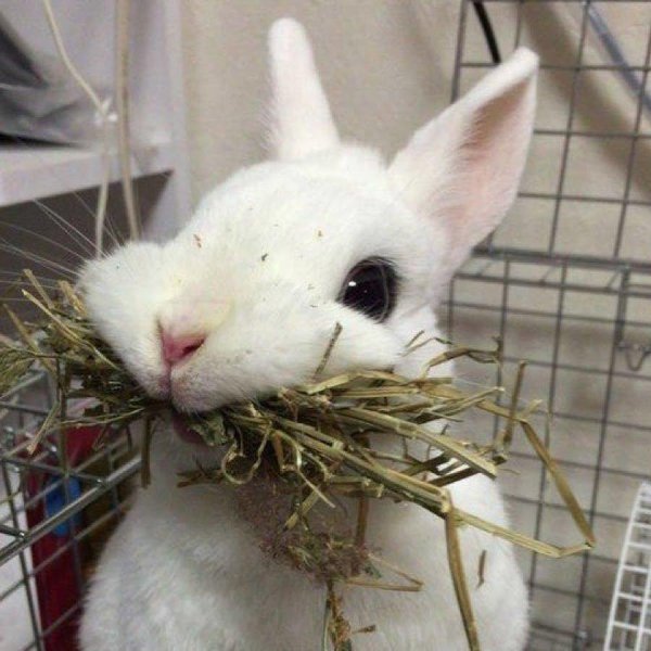 домашние кролики