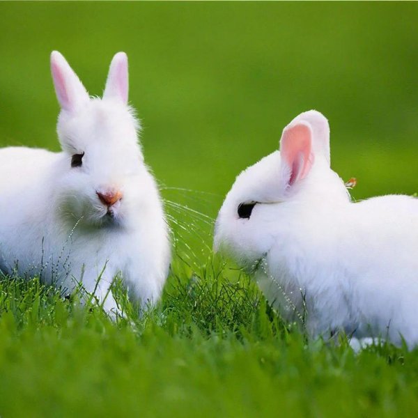 кролики милые