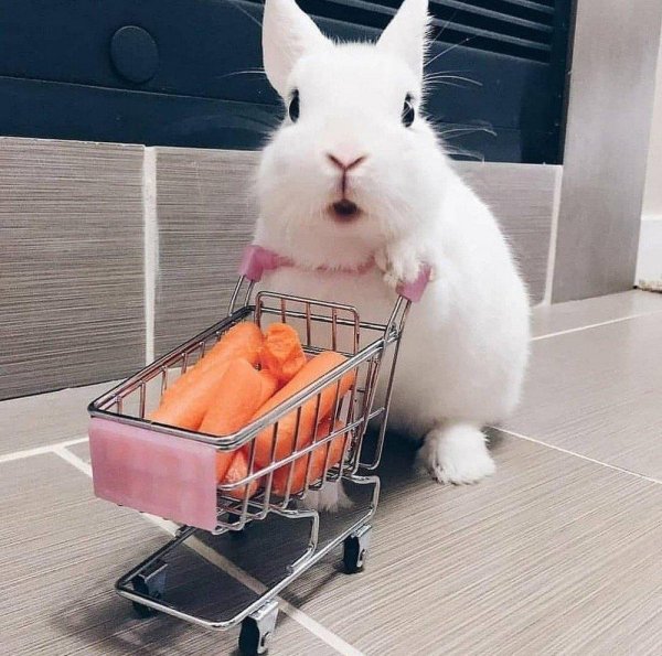 кролики милые