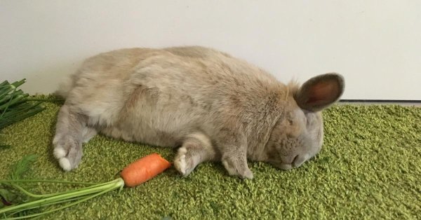 заяц с морковкой