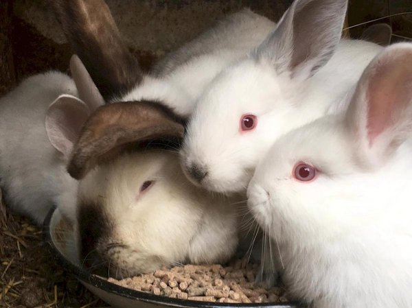 порода кроликов калифорниец