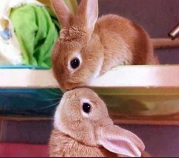 два кролика
