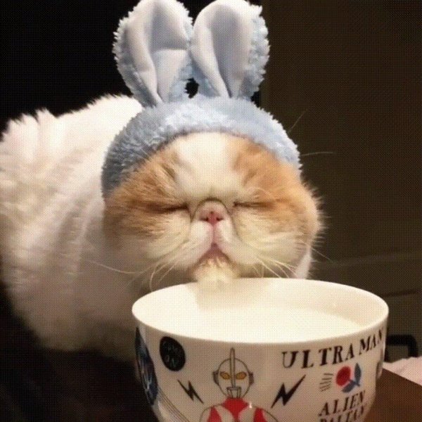 утренние котики