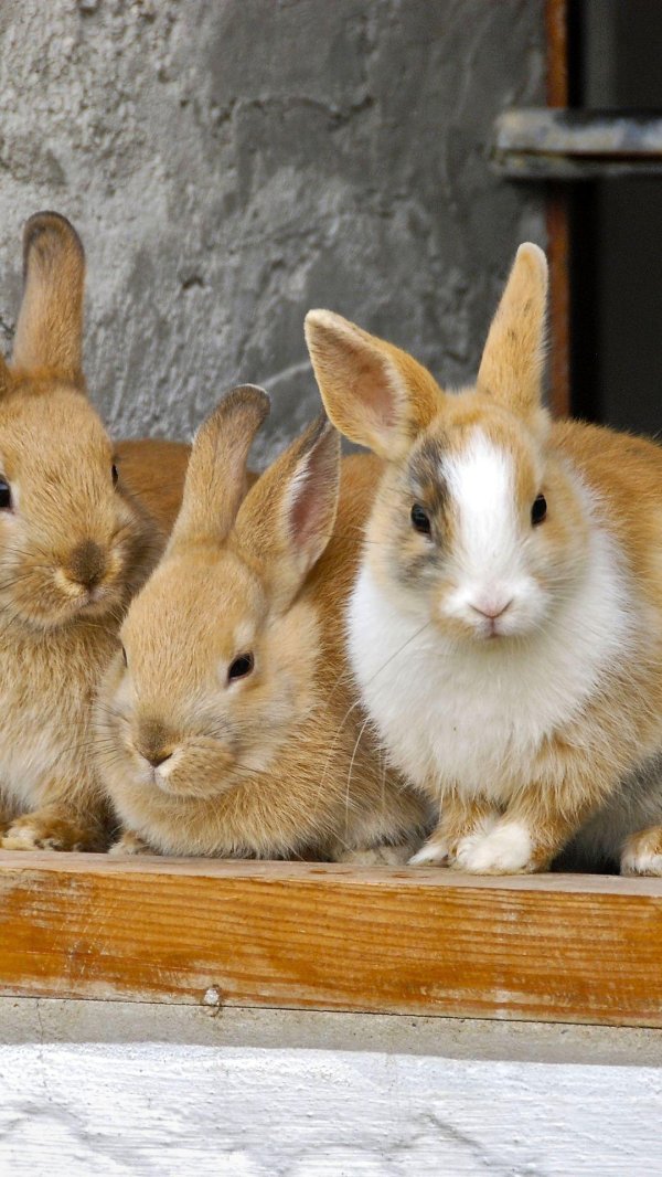 остров кроликов окуносима