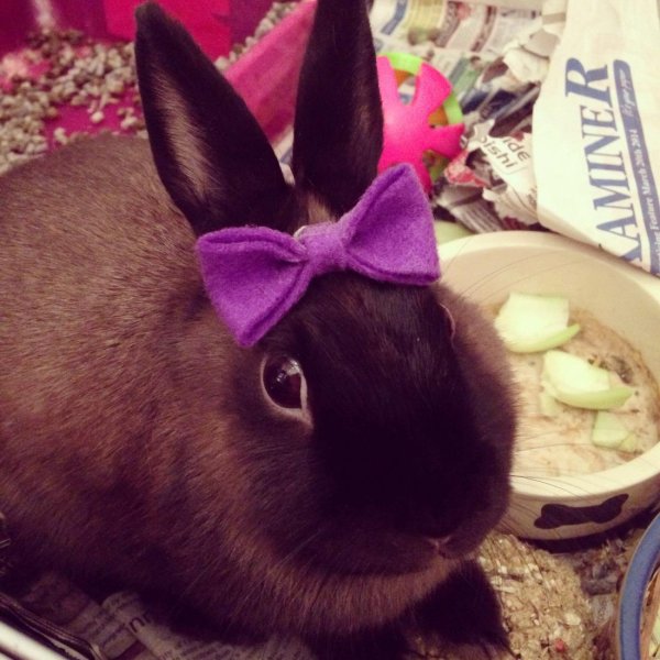 кролики милые