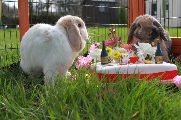 кролик домашнее животное