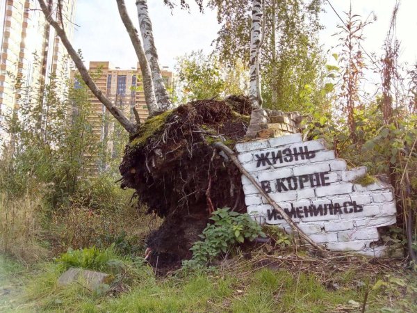 береза ствол
