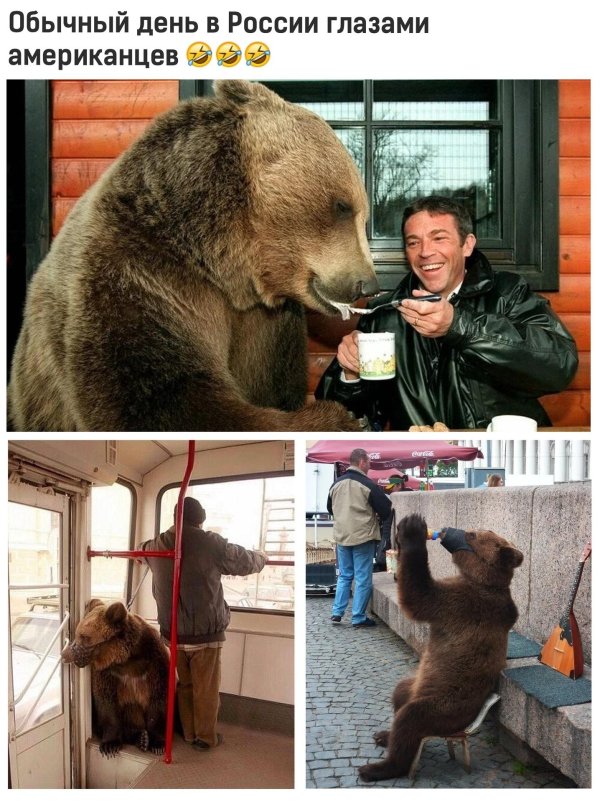 пьяный медведь