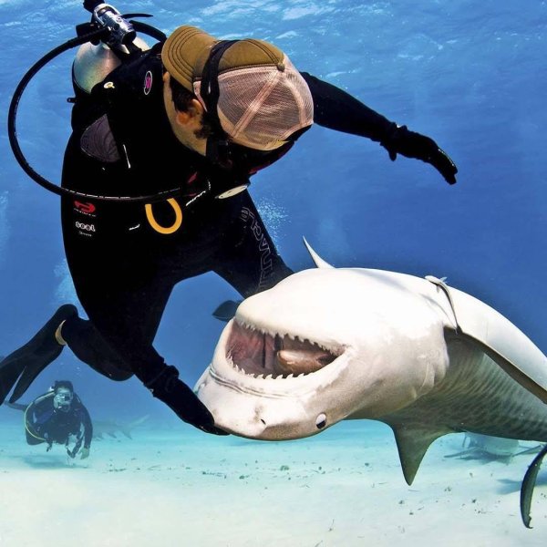 аквалангист и акула