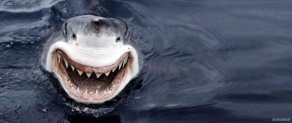 улыбка акулы