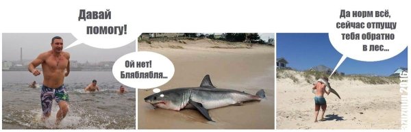 акулы в средиземном море