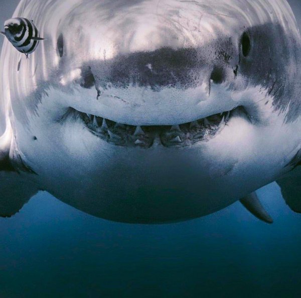 белая акула кархародон