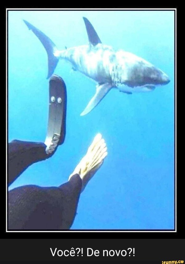 мем с акулой