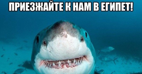 акула прикол