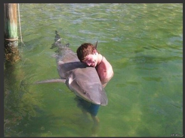 смешные дельфины