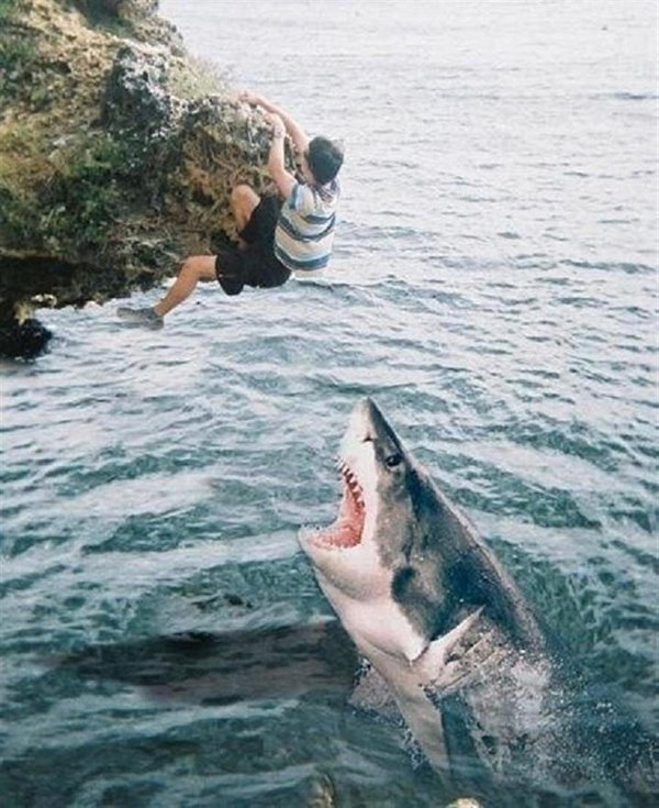 акулы в средиземном море