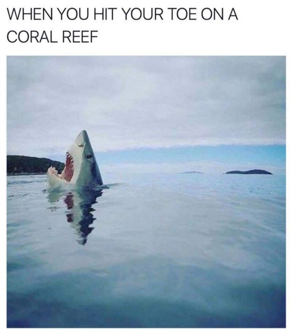 акула ударилась мизинцем