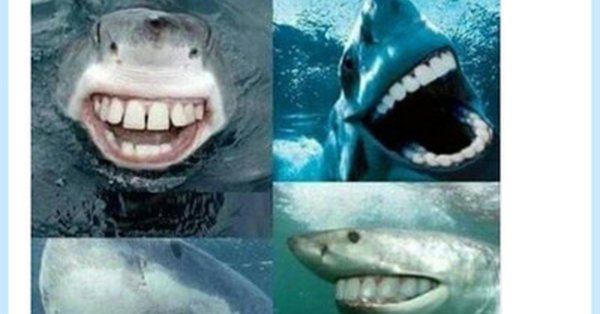 акула мем