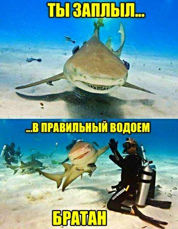 мем с акулой