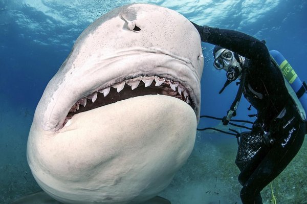 тигровая акула