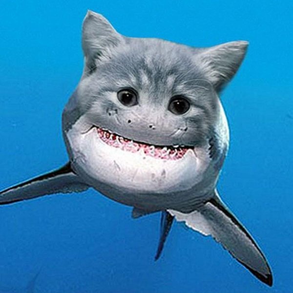 акула кот
