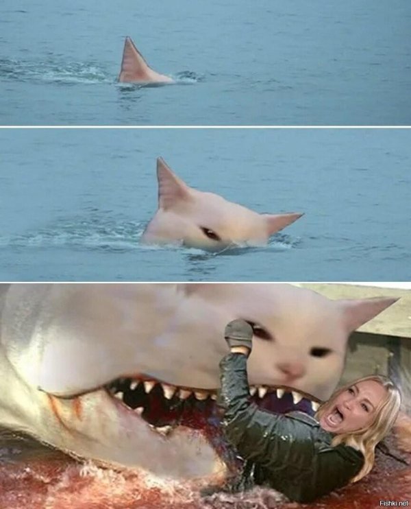 shark attack