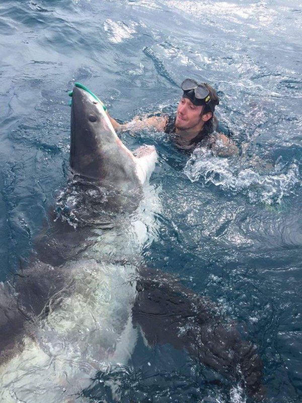 гигантская белая акула