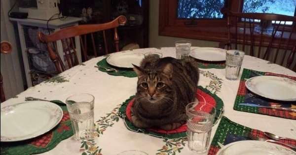 котики за праздничным столом