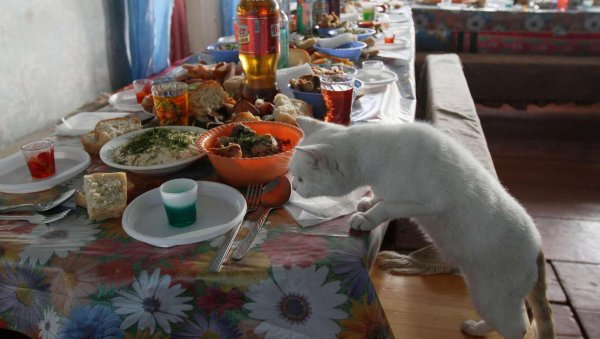 котик обедает