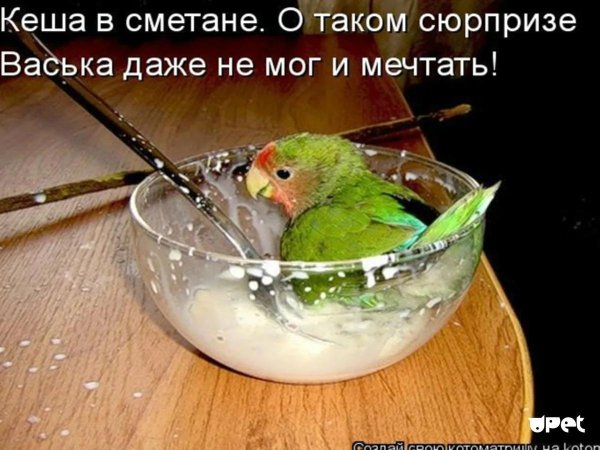 попугаи неразлучник