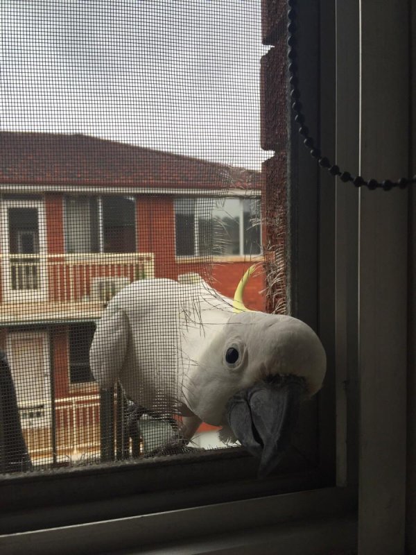 какаду в сиднее