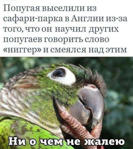 смешные демотиваторы попугаи