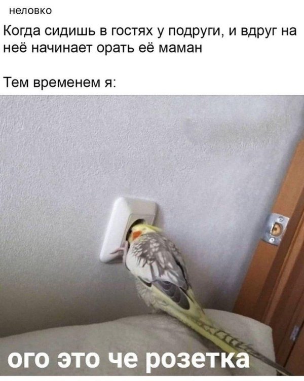 мем с попугаями