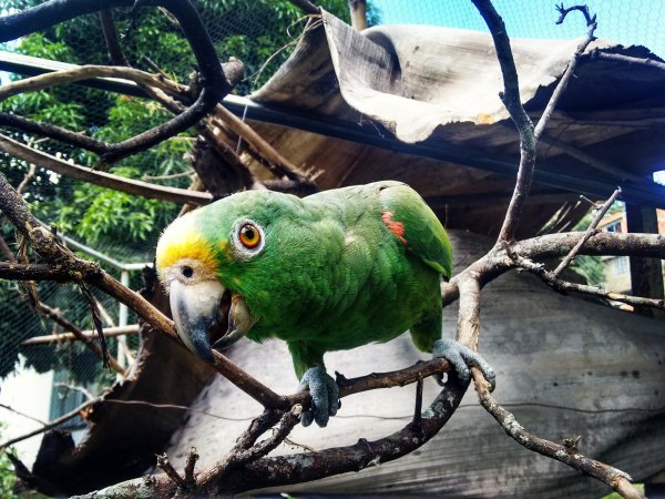 амазоны попугаи