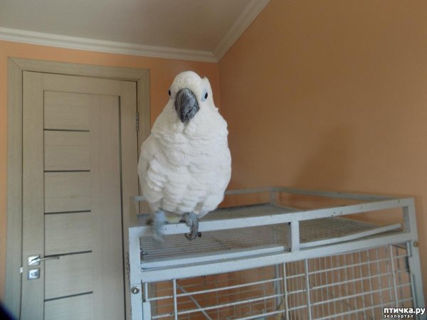 белые попугаи