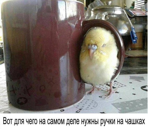 птица смешная