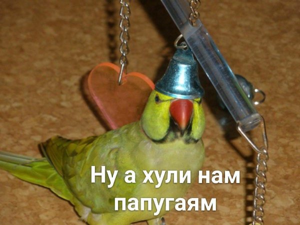 ожереловый попугай