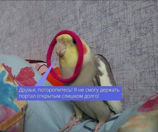 мемы с попугаями