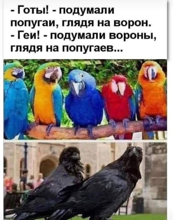 готы подумали вороны глядя на попугаев