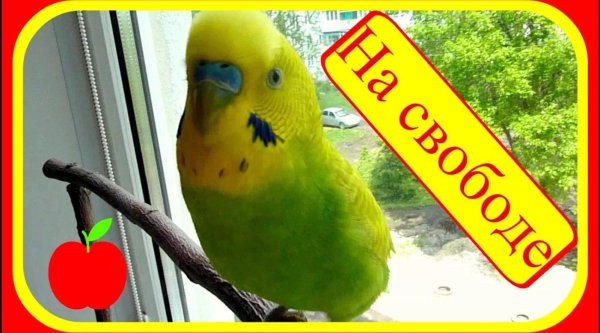 волнистый попугайчик тоша