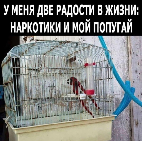 клетка попугаев