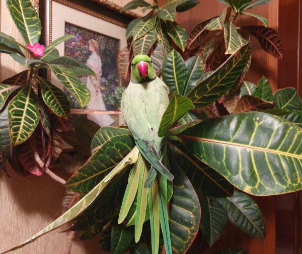 ожереловый попугай