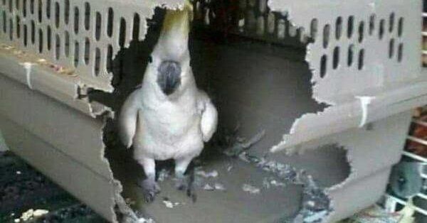 прикольные попугаи