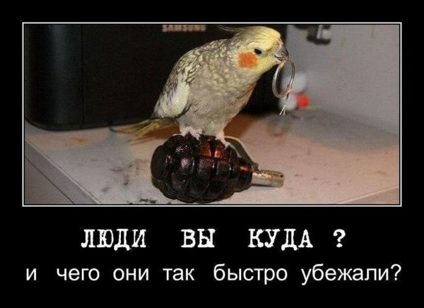 анекдоты про птиц