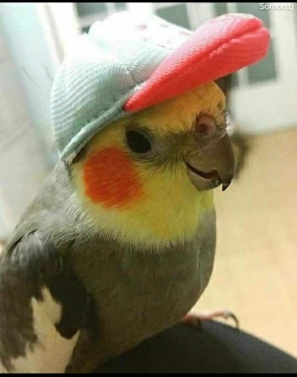 попугаи корелла