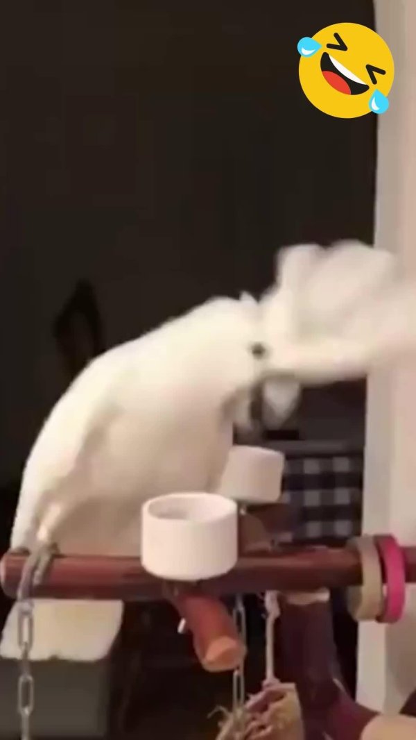 попугаи белые