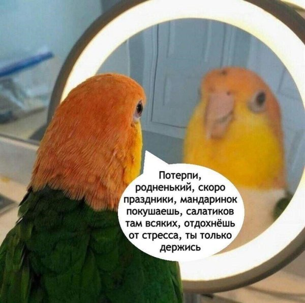 мемы попугаи