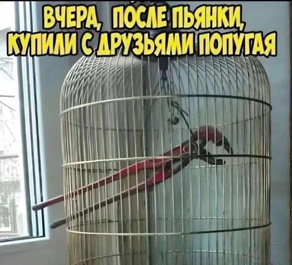 смешные демотиваторы попугаи